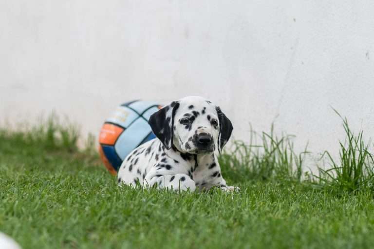 A-Wurf 51. Lebenstag (13)