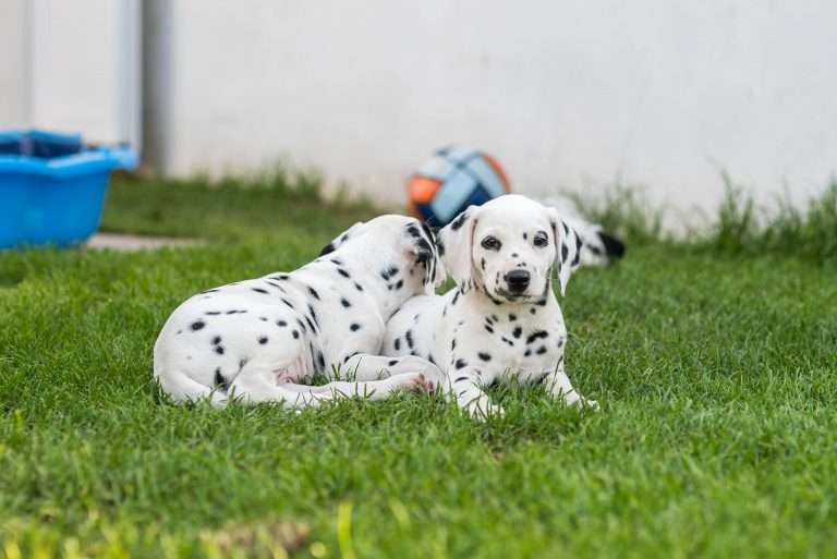 A-Wurf 51. Lebenstag (14)