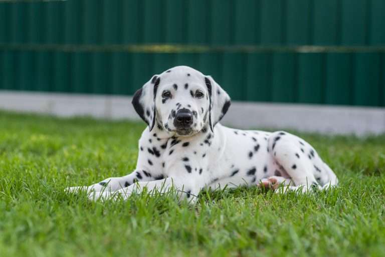 A-Wurf 51. Lebenstag (15)