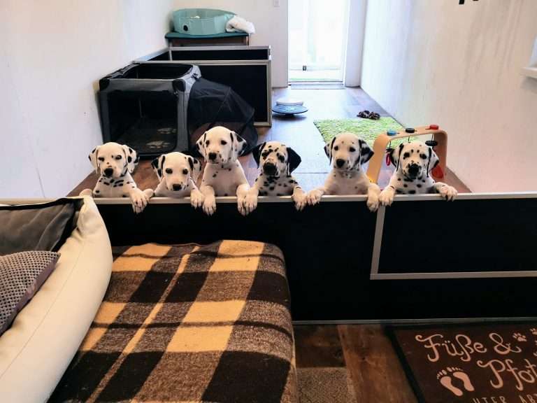 A-Wurf 51. Lebenstag (16)