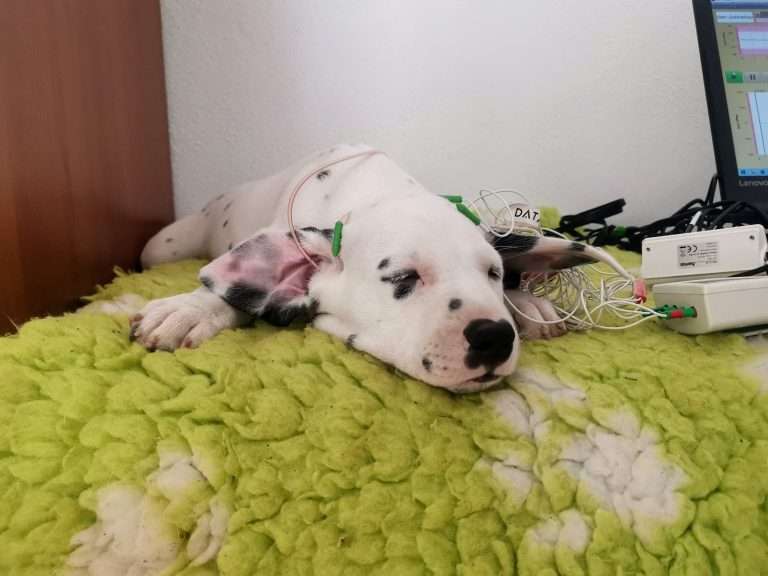 A-Wurf 51. Lebenstag (17)