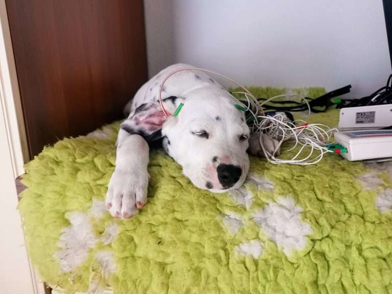 A-Wurf 51. Lebenstag (18)