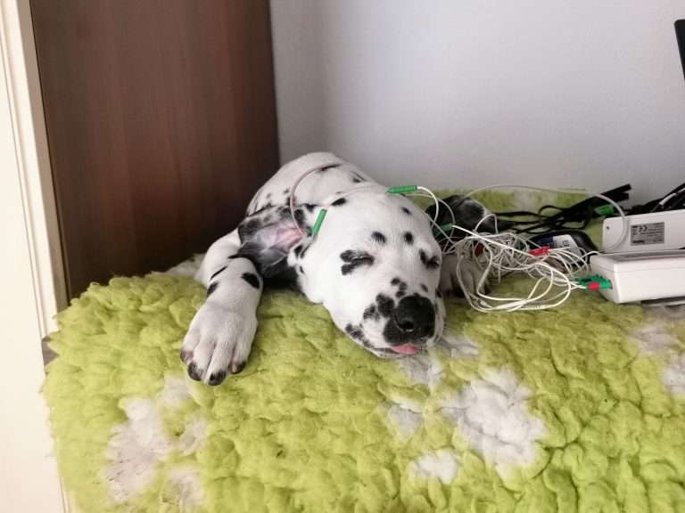 A-Wurf 51. Lebenstag (19)