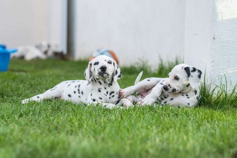 A-Wurf 51. Lebenstag (2)