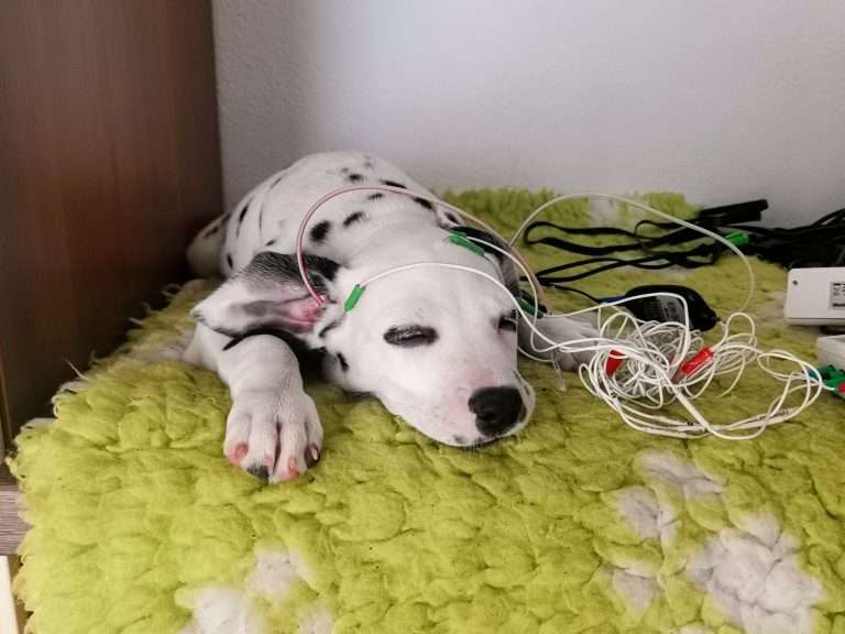 A-Wurf 51. Lebenstag (20)