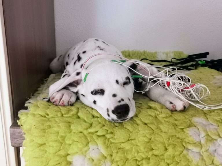 A-Wurf 51. Lebenstag (21)