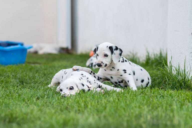 A-Wurf 51. Lebenstag (3)