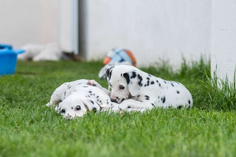 A-Wurf 51. Lebenstag (4)