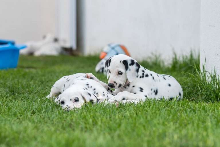 A-Wurf 51. Lebenstag (5)