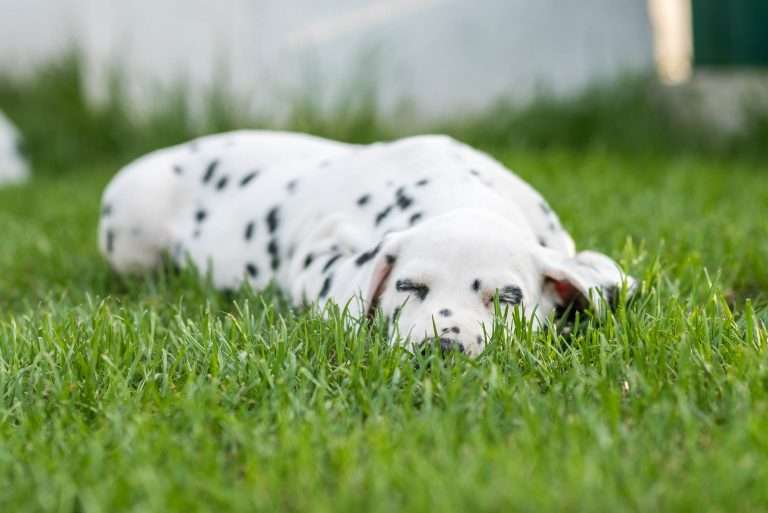 A-Wurf 51. Lebenstag (6)