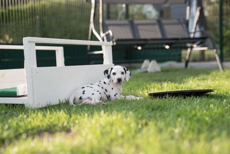 A-Wurf 51. Lebenstag (7)