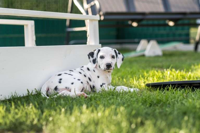 A-Wurf 51. Lebenstag (8)