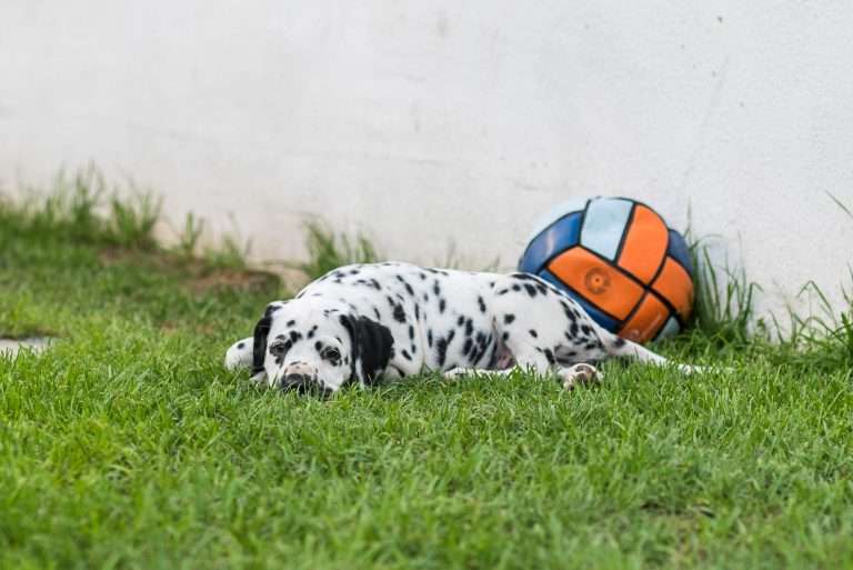 A-Wurf 51. Lebenstag (9)