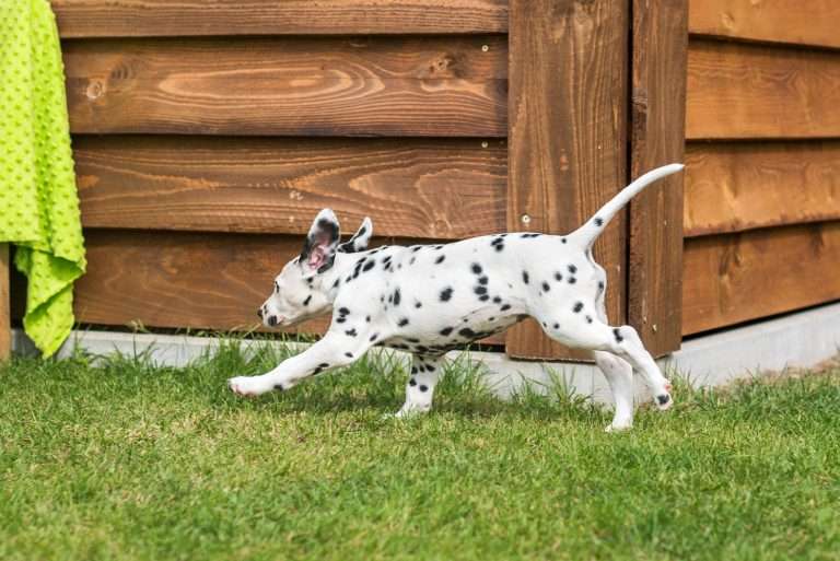 A-Wurf 52. Lebenstag (1)