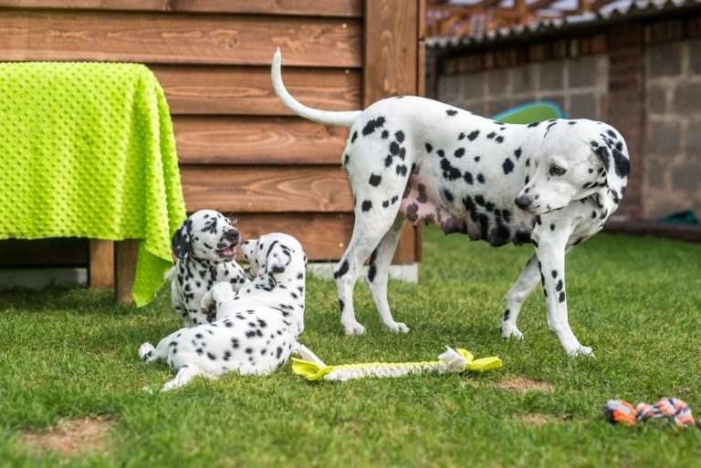 A-Wurf 52. Lebenstag (10)