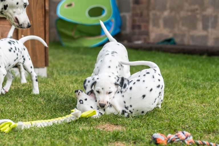 A-Wurf 52. Lebenstag (11)