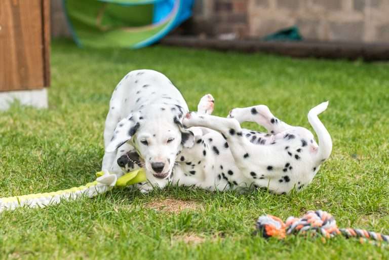 A-Wurf 52. Lebenstag (12)