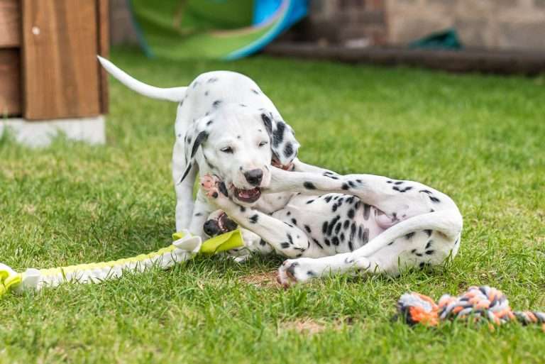 A-Wurf 52. Lebenstag (13)