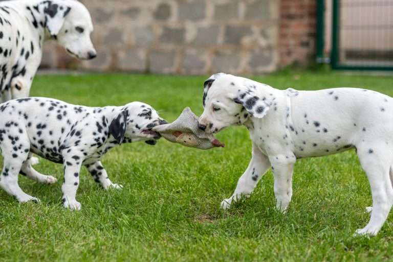 A-Wurf 52. Lebenstag (15)