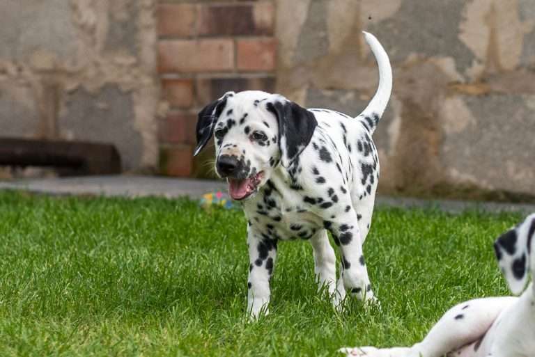 A-Wurf 52. Lebenstag (16)