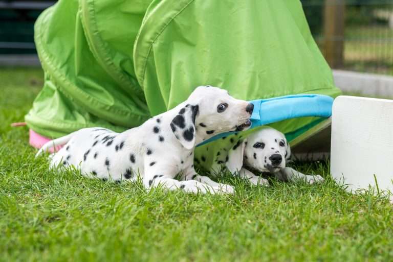 A-Wurf 52. Lebenstag (18)