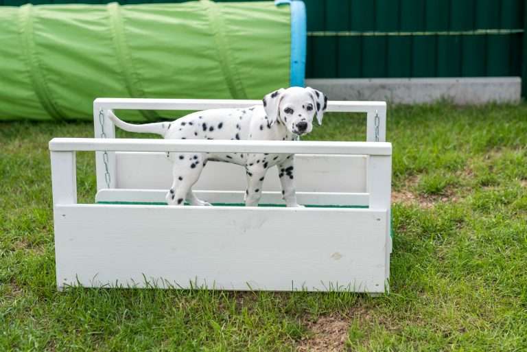 A-Wurf 52. Lebenstag (2)