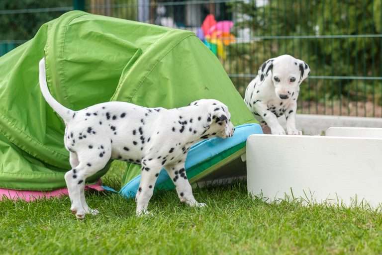 A-Wurf 52. Lebenstag (20)