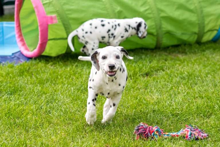 A-Wurf 52. Lebenstag (23)