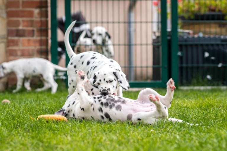 A-Wurf 52. Lebenstag (25)