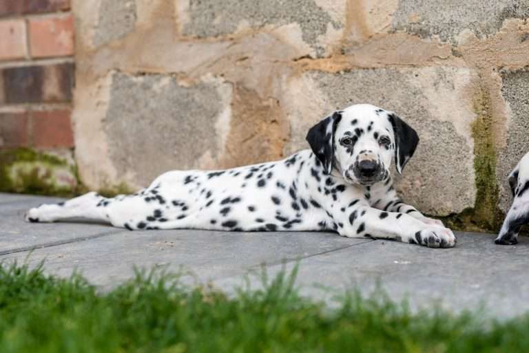 A-Wurf 52. Lebenstag (28)