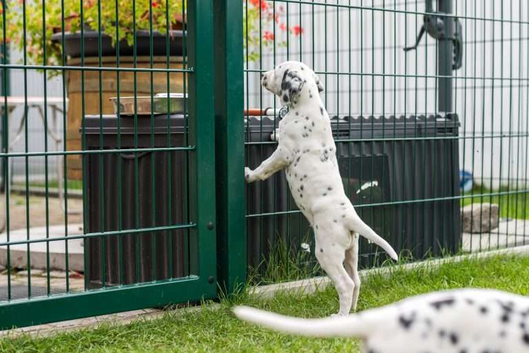 A-Wurf 52. Lebenstag (29)