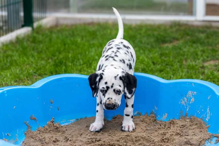 A-Wurf 52. Lebenstag (3)