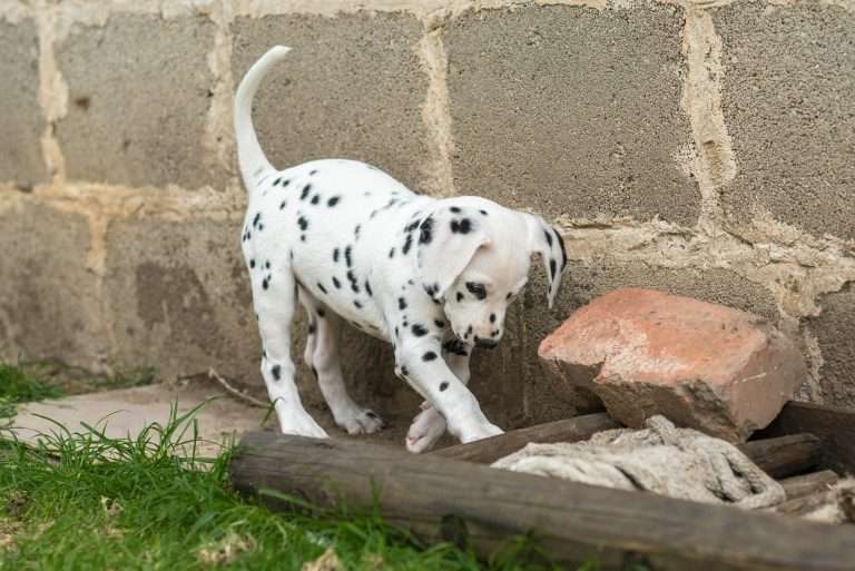 A-Wurf 52. Lebenstag (31)