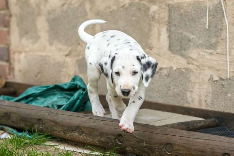 A-Wurf 52. Lebenstag (32)