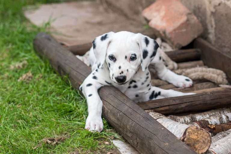 A-Wurf 52. Lebenstag (33)