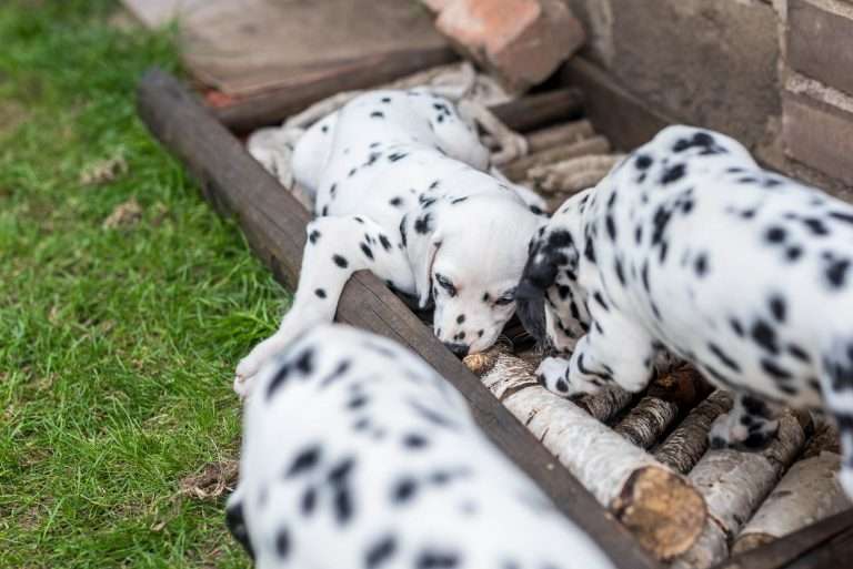 A-Wurf 52. Lebenstag (34)