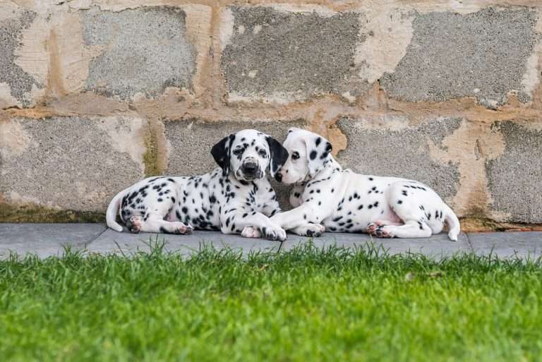 A-Wurf 52. Lebenstag (35)