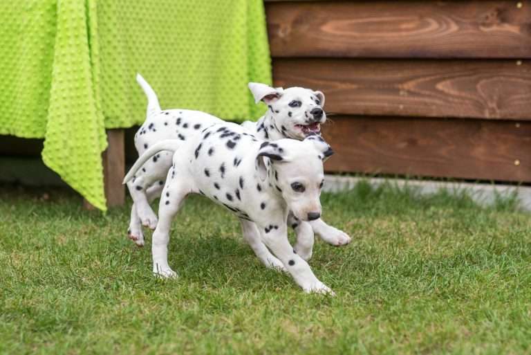 A-Wurf 52. Lebenstag (36)