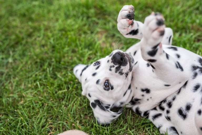 A-Wurf 52. Lebenstag (37)