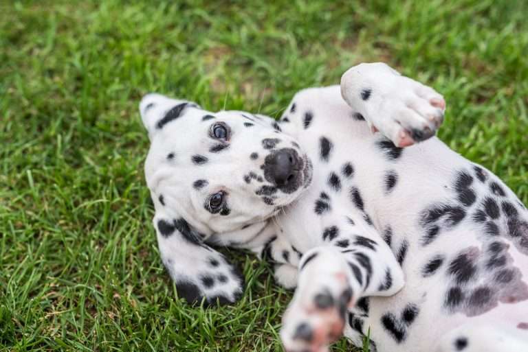 A-Wurf 52. Lebenstag (39)