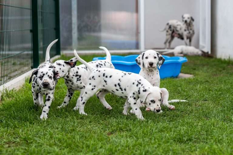 A-Wurf 52. Lebenstag (4)