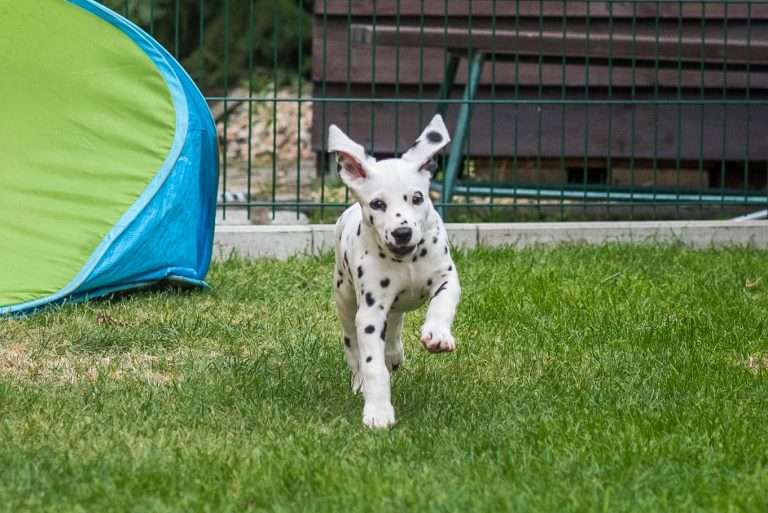 A-Wurf 52. Lebenstag (40)