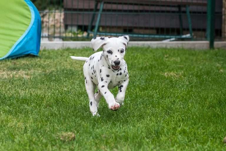 A-Wurf 52. Lebenstag (41)