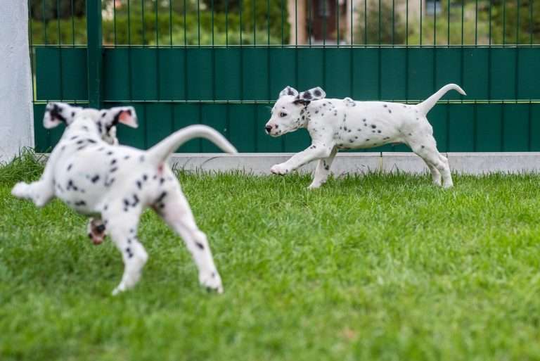 A-Wurf 52. Lebenstag (43)