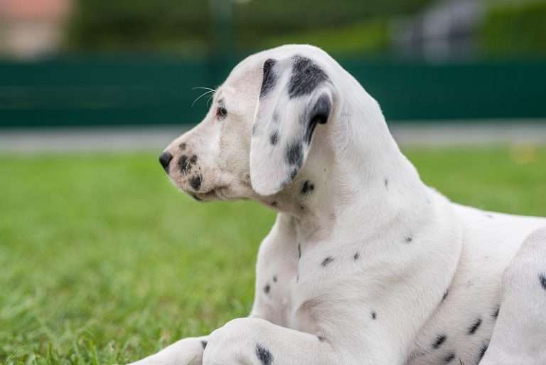 A-Wurf 52. Lebenstag (44)