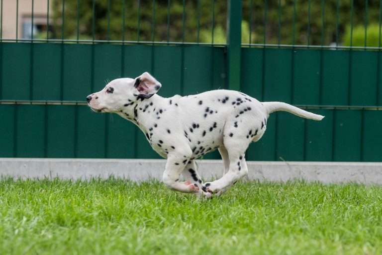 A-Wurf 52. Lebenstag (46)