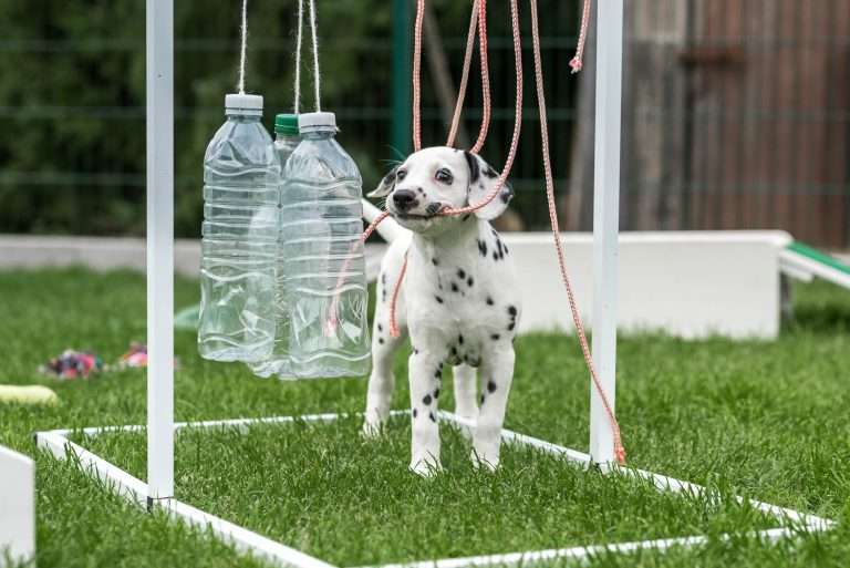 A-Wurf 52. Lebenstag (49)