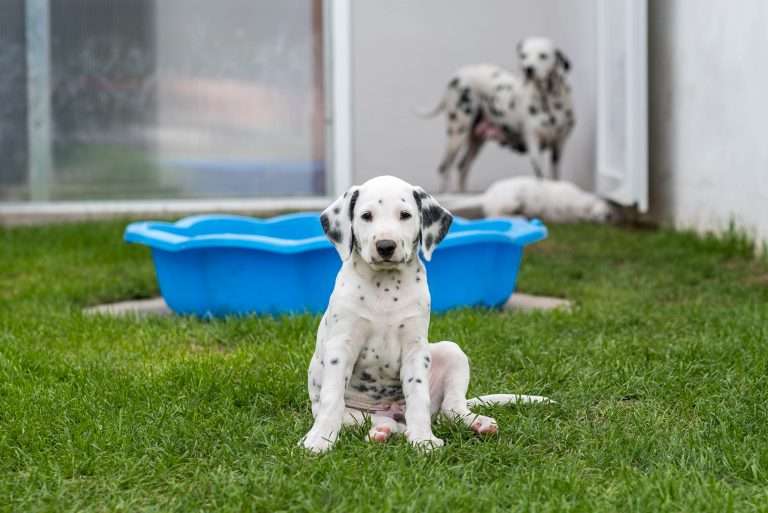 A-Wurf 52. Lebenstag (5)