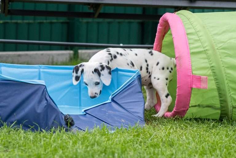 A-Wurf 52. Lebenstag (50)