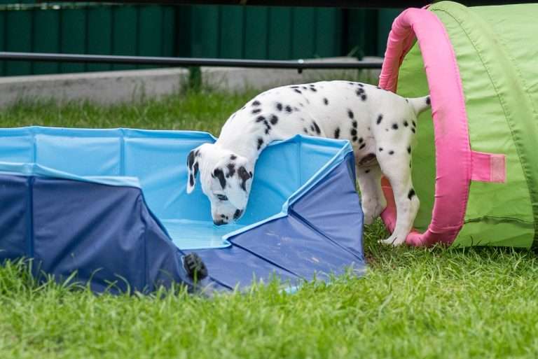 A-Wurf 52. Lebenstag (52)